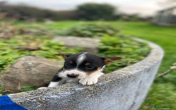 Mixed Breed dogs for sale: Border Jack Puppies (Border Collie X Jack Russel) - Image 15