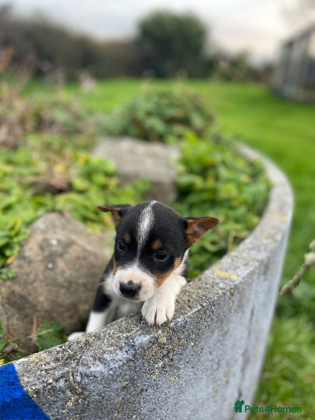 Mixed Breed dogs for sale: Border Jack Puppies (Border Collie X Jack Russel) - Image 15