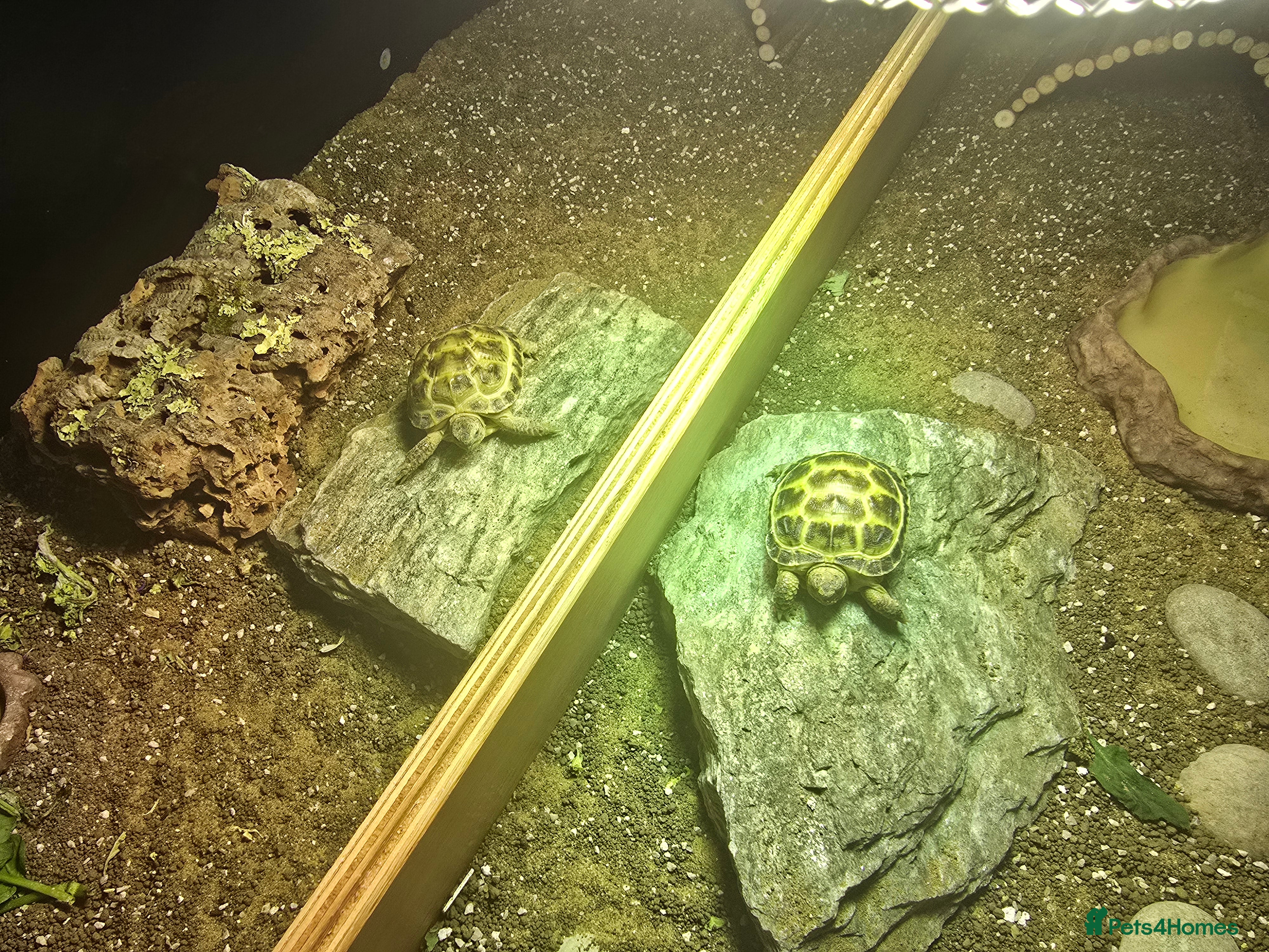 Tortoise reptiles 2 Tortoises & Full Enclosure Setup for Sale in Burntwood - Advert 1