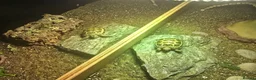 Tortoise reptiles for sale: 2 Tortoises & Full Enclosure Setup for Sale in Burntwood - Advert 1