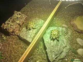 Tortoise reptiles 2 Tortoises & Full Enclosure Setup for Sale in Burntwood - Advert 1