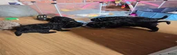 Cavapoo dogs for sale: 4 black cavapoo pups 2 girls and 2 boys  in Edinburgh - Advert 6