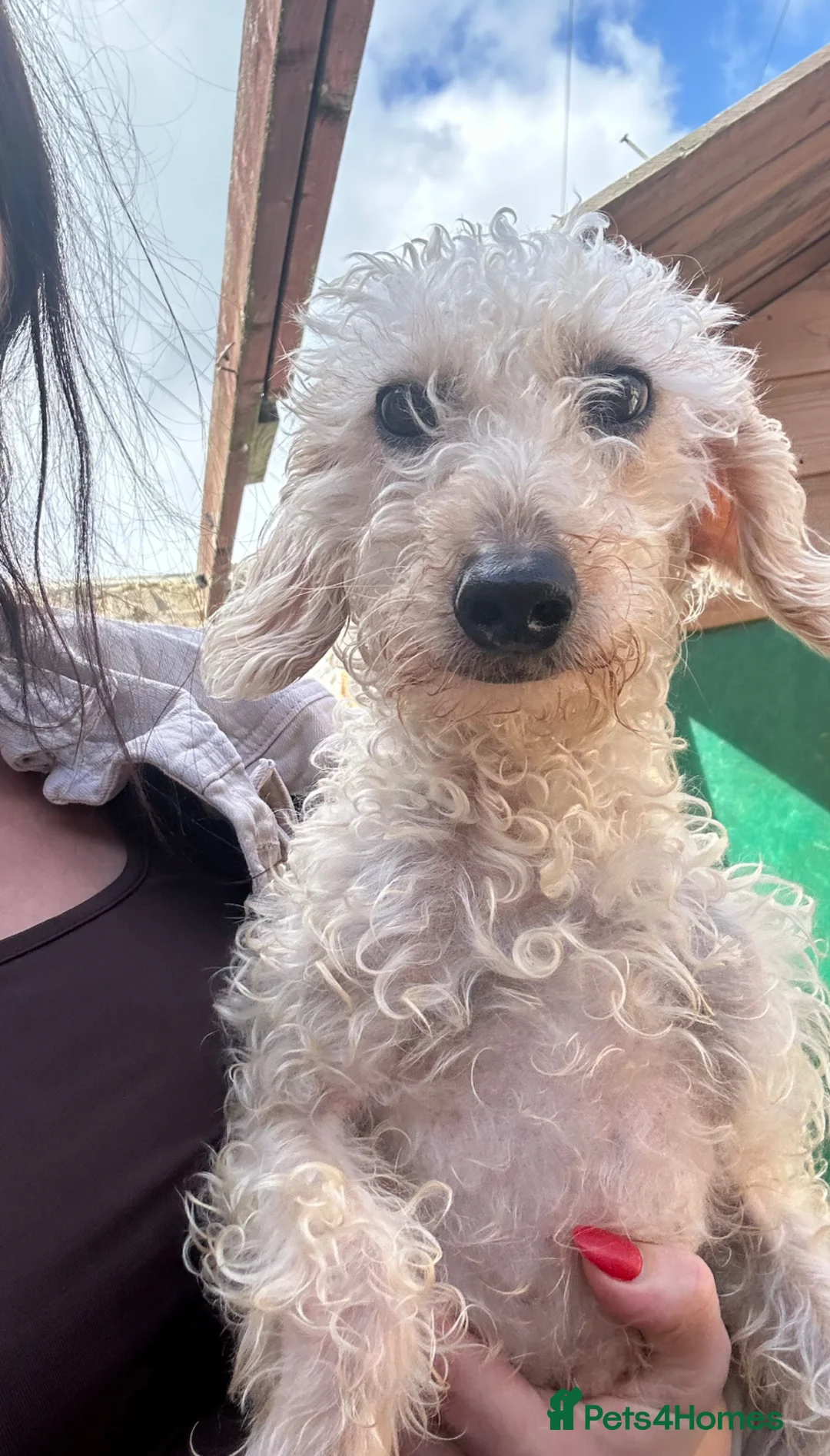 Labradoodle dogs for sale: F2 labradoodle  - Advert 1