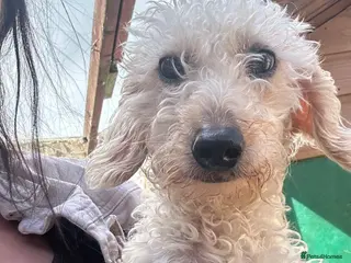 Labradoodle dogs F2 labradoodle - Advert 1