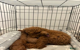 Toy Poodle dogs for sale: Deep red toy poodle KC reg  - Advert 2