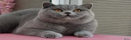 British Shorthair cats for sale: Beautiful British Kittens - Advert 7
