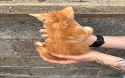 Ragdoll cats for sale: Gorgeous ragdoll cross kittens  - Image 15