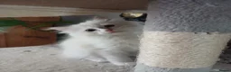 Siberian cats for sale: Purebred Siberian male kittens. - Advert 26
