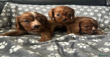 Cavalier King Charles Spaniel dogs - Advert 11