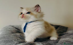 Ragdoll cats for sale: 💙🐾Tica full Pedigree🐾EU Ragdoll 🐱🐾DNA Clear - Image 10