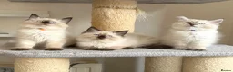 Ragdoll cats for sale: 1 Girl & 2 Boys - TICA Registered - Cuddly, Gentle - Advert 5