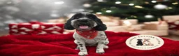Cockapoo dogs for sale: F1 Roan Cockapoo-health tested,full refund guarant - Advert 10