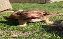 Jack Russell dogs for sale: Stunning Jack Russell’s ready in 2 weeks  - Image 2