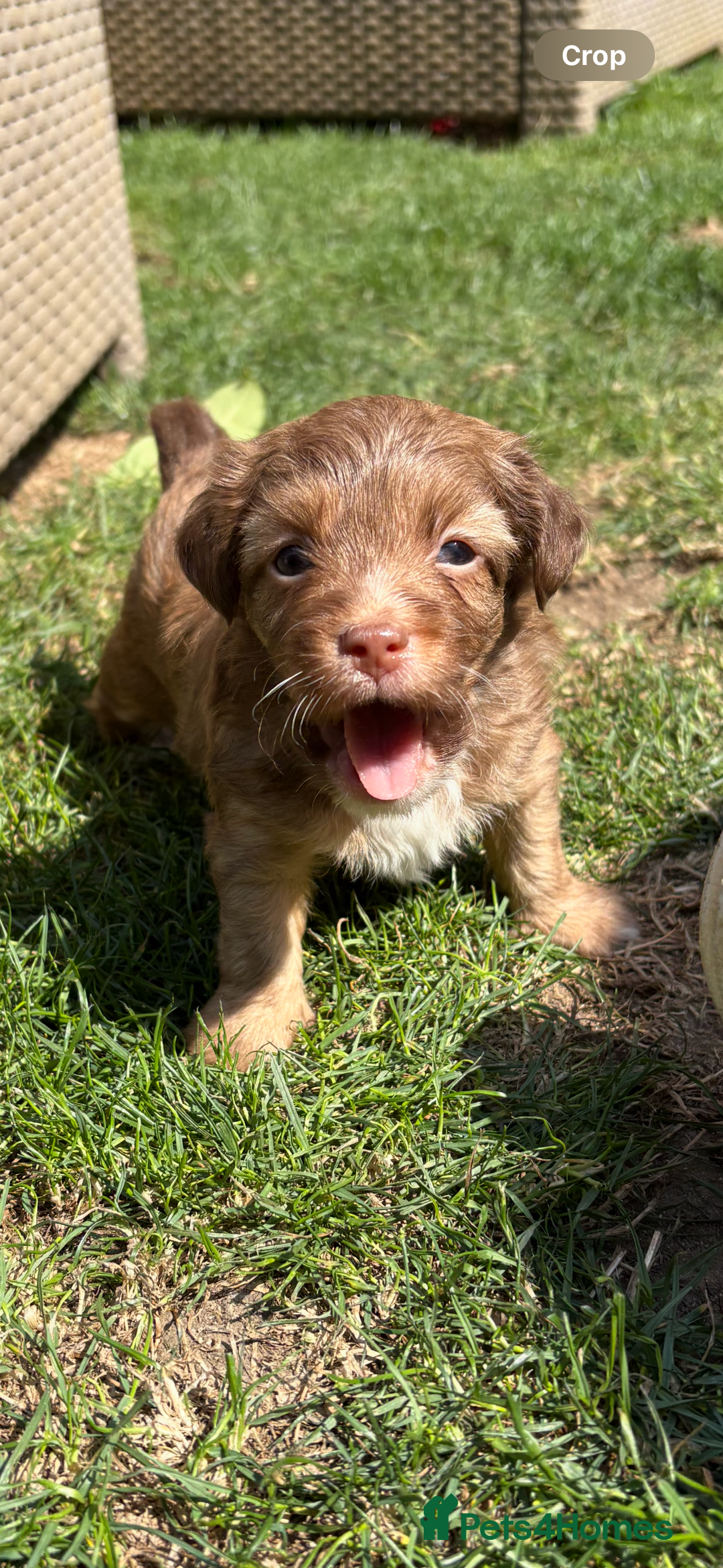 Jack Russell dogs for sale: Stunning Jack Russell’s ready in 2 weeks  - Image 2