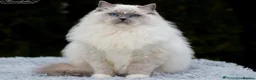 Ragdoll cats for sale: Gorgeous ragdolls ready to find their forever home - Advert 8