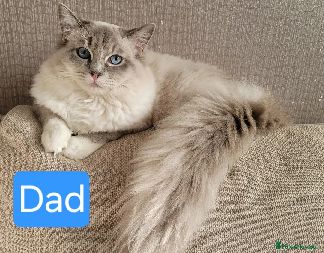 Ragdoll cats for sale: Ragdoll Kittens – 4 Beautiful Girls Available in Eastleigh - Advert 2