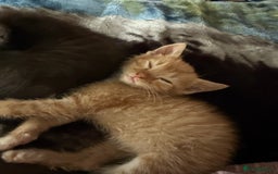 Bengal cats for sale: Bengal cross kittens  - Image 6