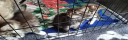 Mixed Breed cats for sale: 4 kittens *3boys* *1girl* available Sept  - Advert 9