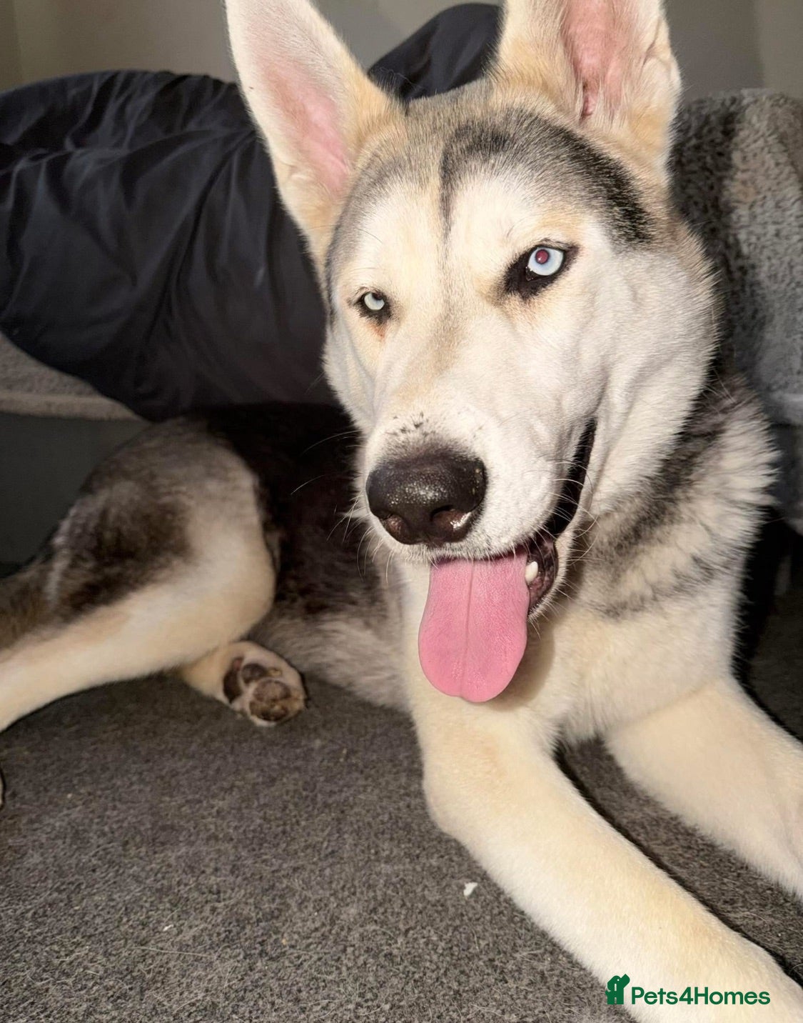 Siberian Husky dogs Storm- Rehome - Advert 13