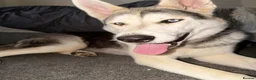Siberian Husky dogs for sale: Storm- Rehome in Scunthorpe - Advert 1