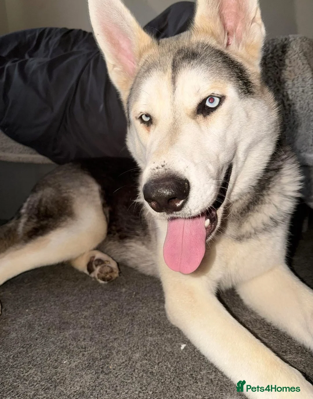 Siberian Husky dogs for sale: Storm- Rehome in Scunthorpe - Advert 1