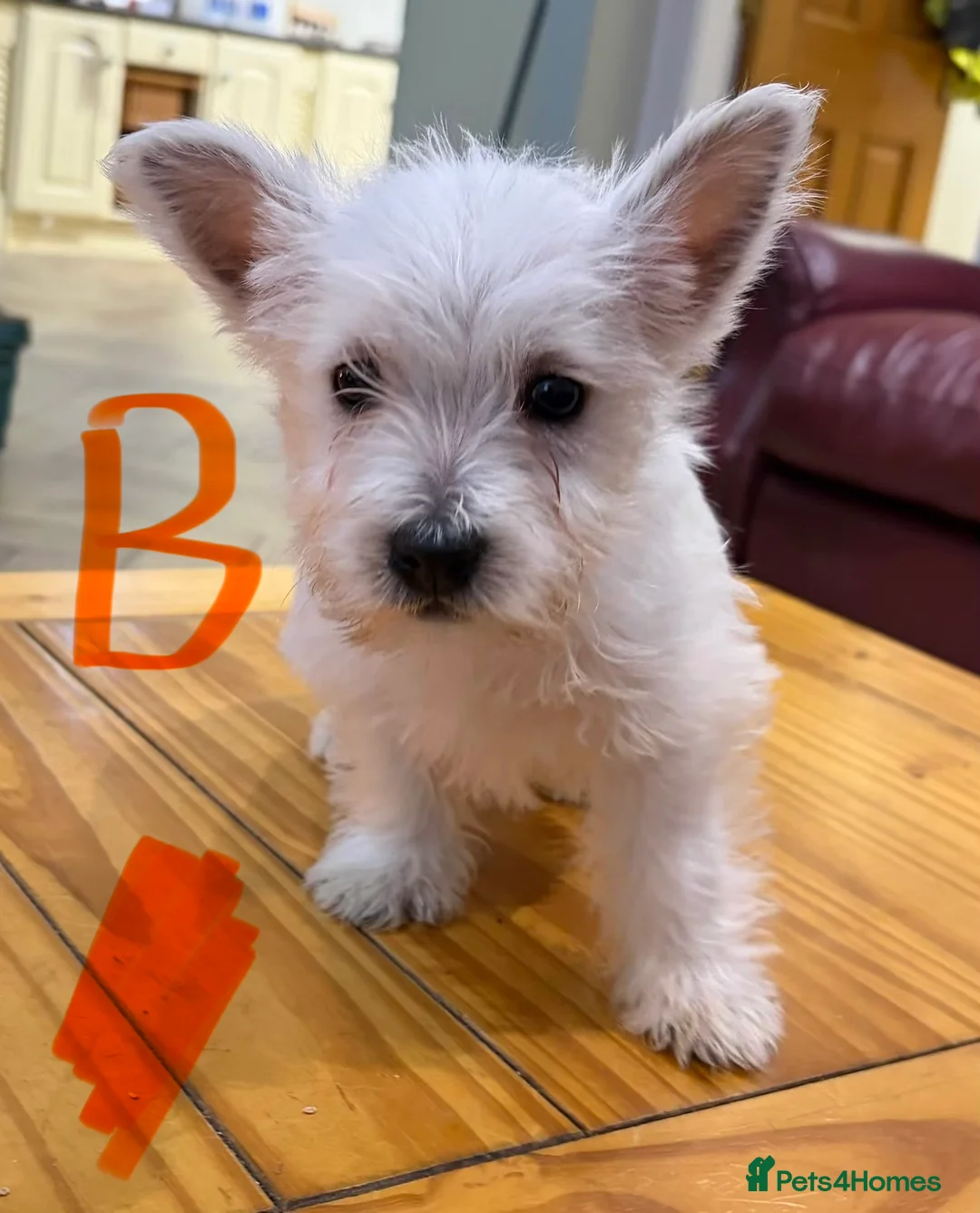 West Highland Terrier dogs for sale: West Highland Terrier puppies.  - Advert 10