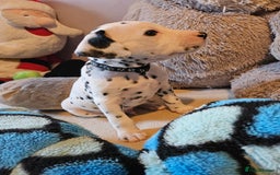 Dalmatian dogs for sale: 2 KC Dalmatian boys Ready to go Liver spots  - Advert 32