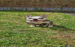 French Bulldog dogs for sale: French Bulldog Puppies for Sale Top Quality,  - Image 25