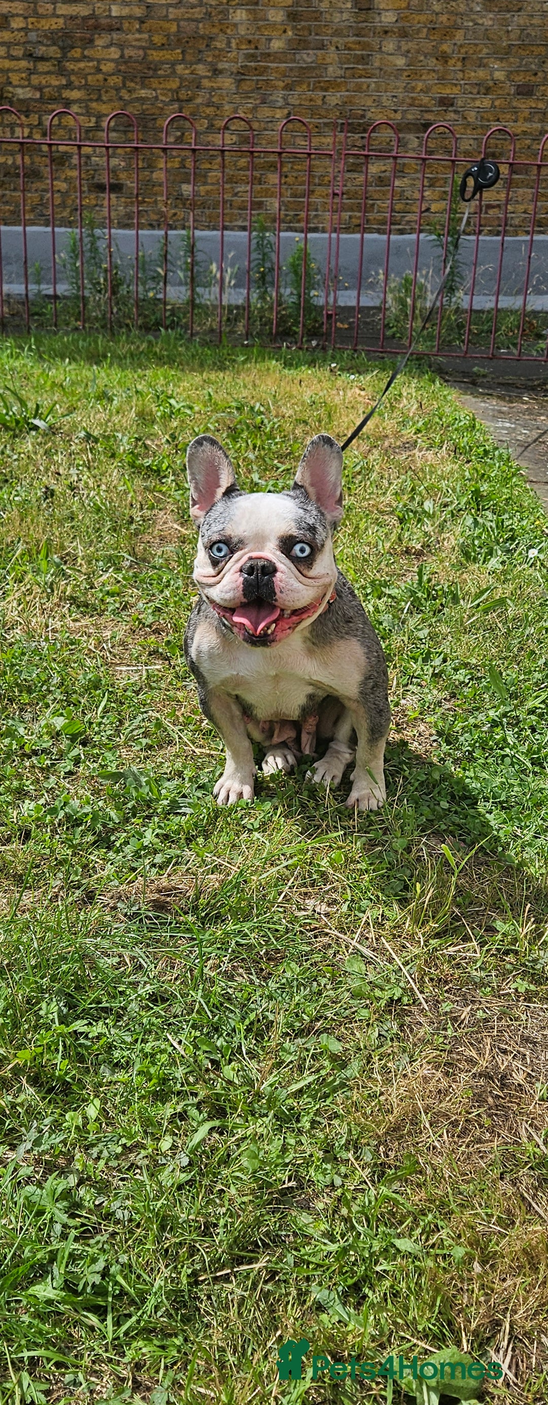 French Bulldog dogs for sale: French Bulldog Puppies for Sale Top Quality,  - Image 25