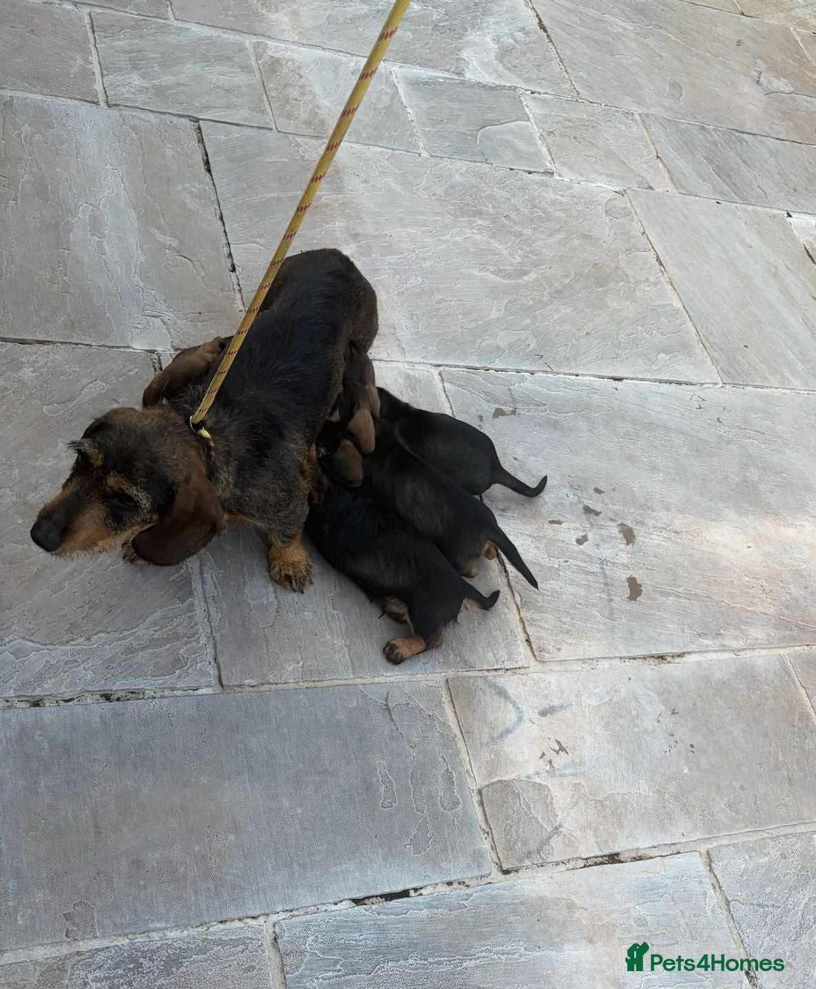 Dachshund dogs wire haired dachshund - Advert 1