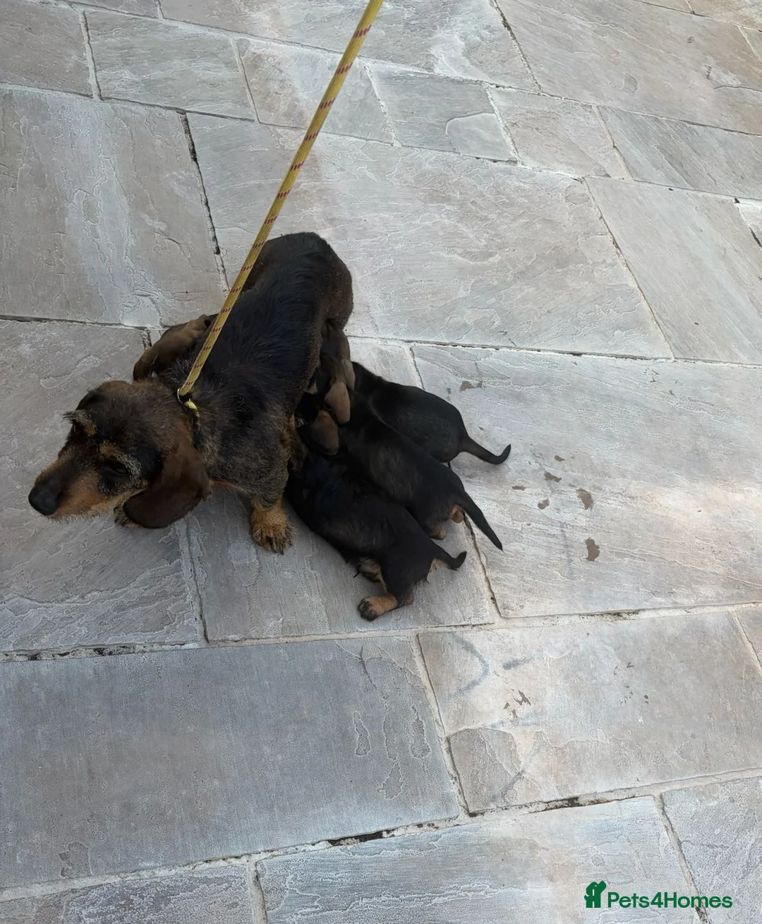 Dachshund dogs for sale: wire haired dachshund - Advert 1