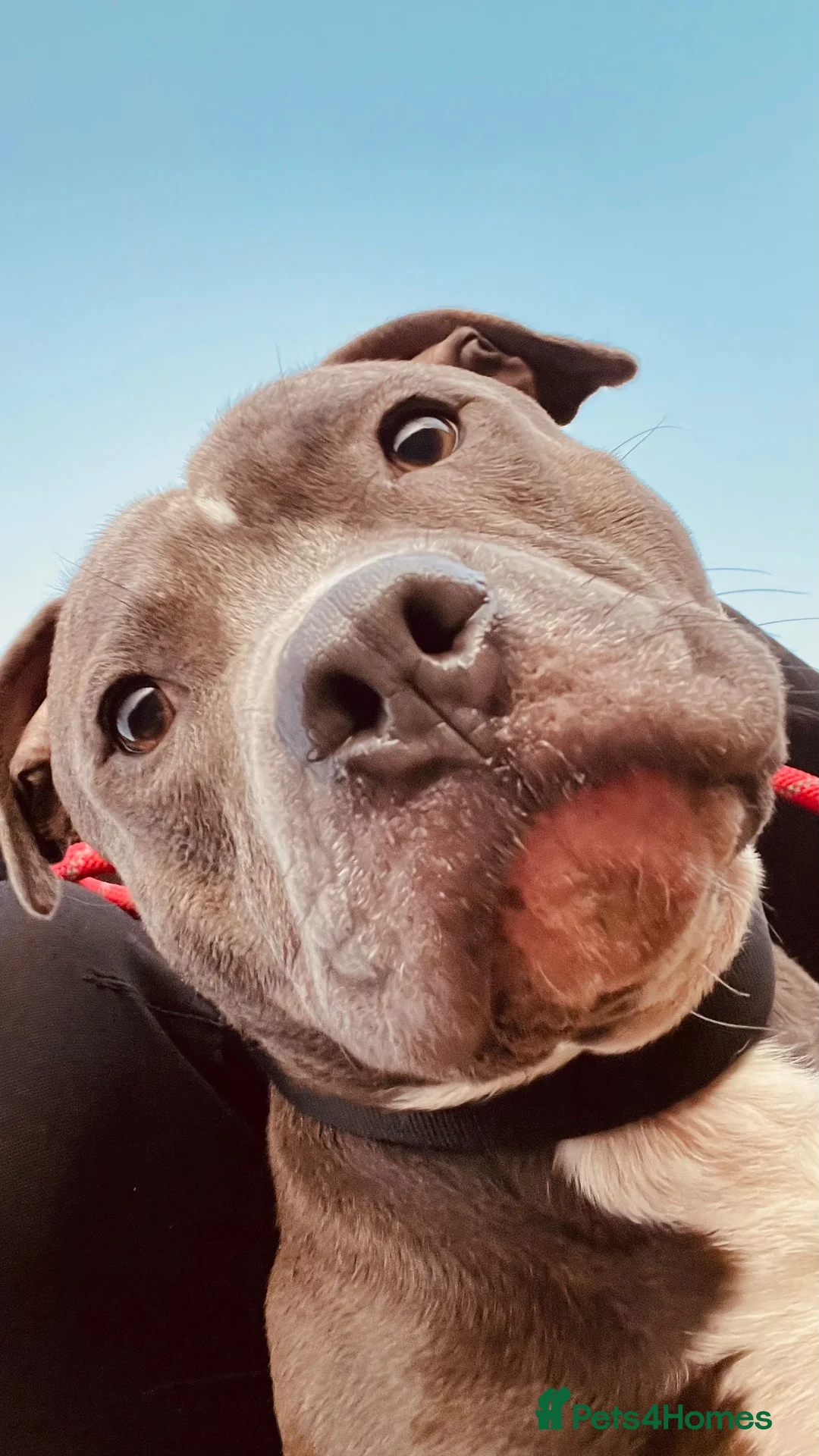 Staffordshire Bull Terrier dogs for sale: Male Blue Brindle Staff Needs Rehoming - Advert 1