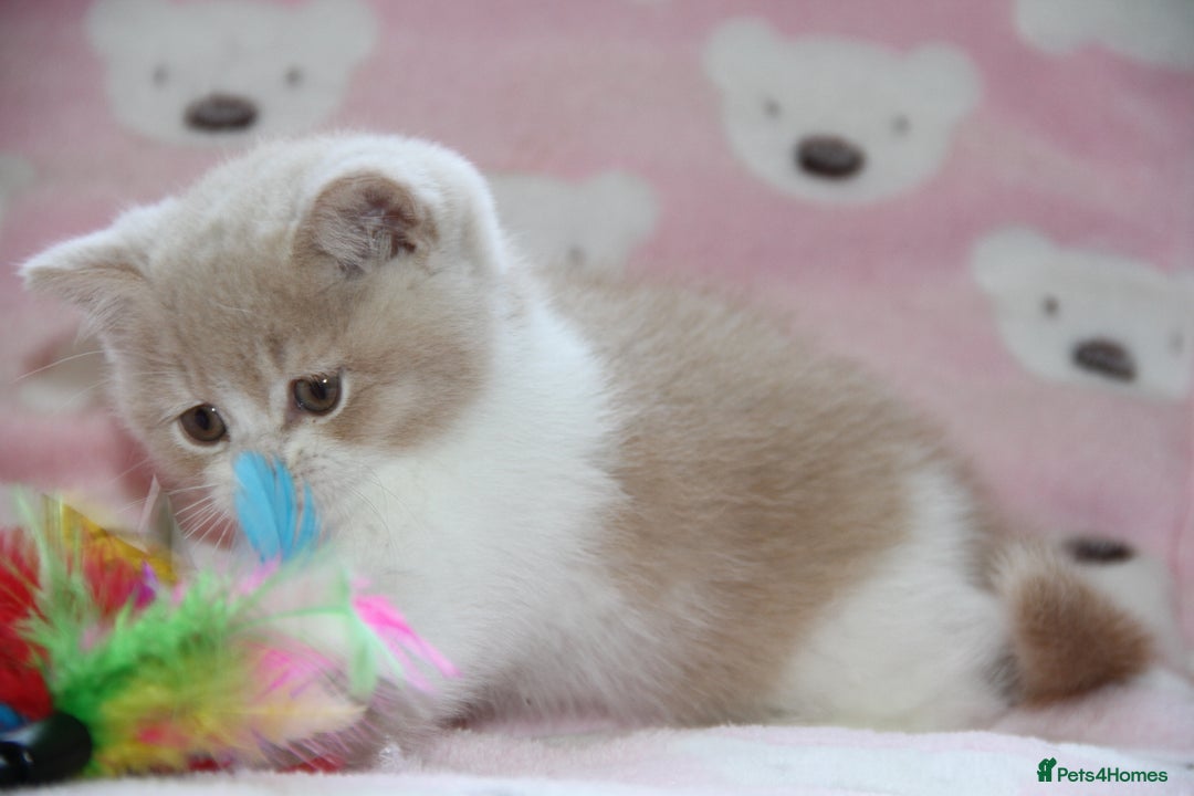 British Shorthair cats for sale: British Shorthairs. kittens - Image 4