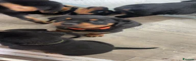 Rottweiler 3