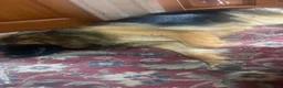 German Shepherd dogs for sale: German shepherd in Feltham - Advert 2