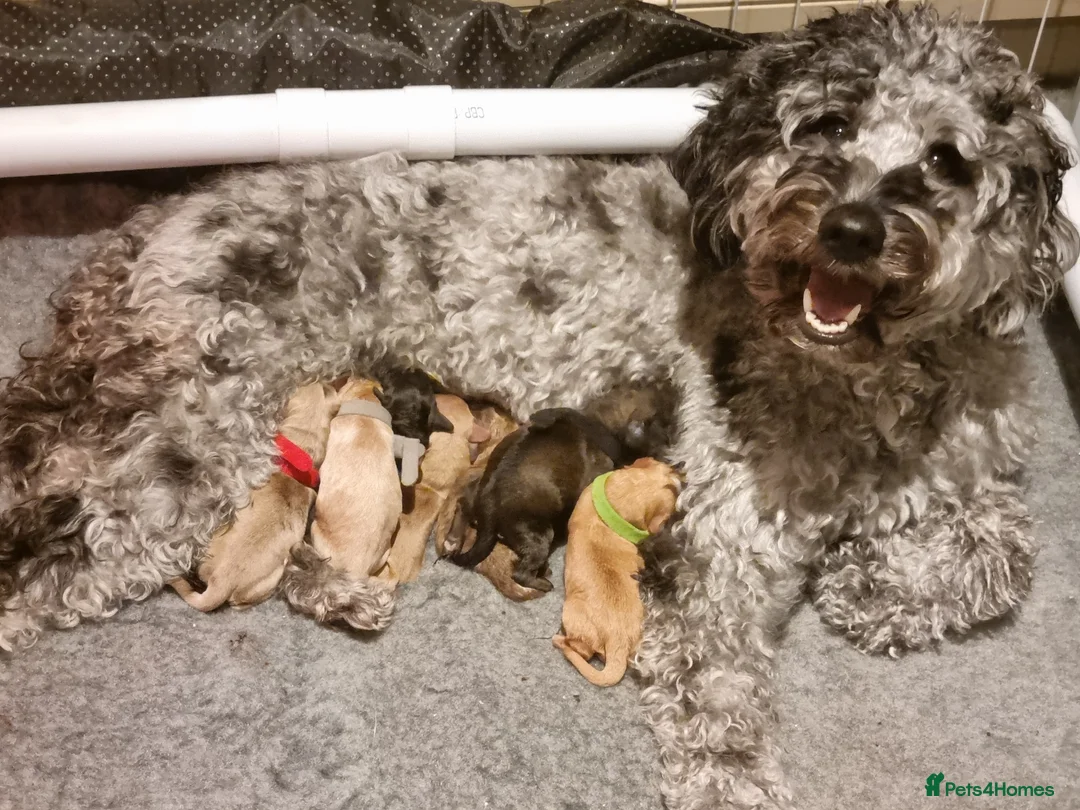 Cockapoo dogs for sale: Cockapoo puppies looking for their forever homes - Advert 2