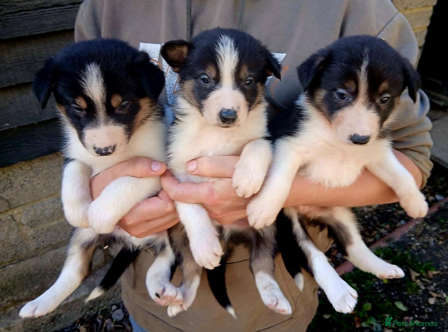 Border Collie dogs Beautiful Tri Coloured Collie Pups - Advert 9