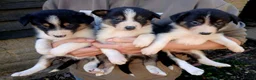 Border Collie dogs for sale: Beautiful Tri Coloured Collie Pups - Advert 1