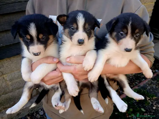 Border Collie dogs Beautiful Tri Coloured Collie Pups - Advert 5