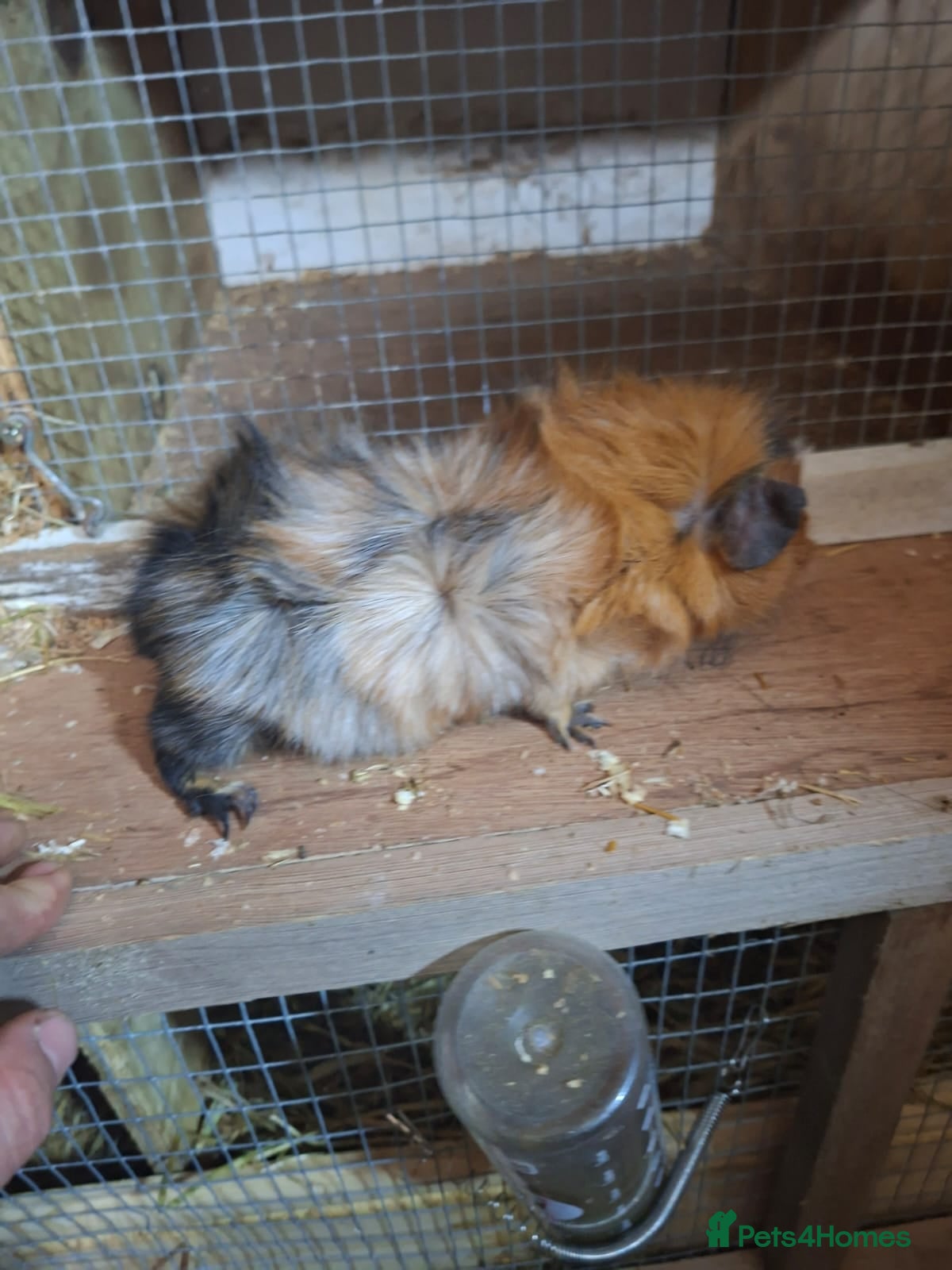 Guinea Pig rodents guniea pigs - Advert 3