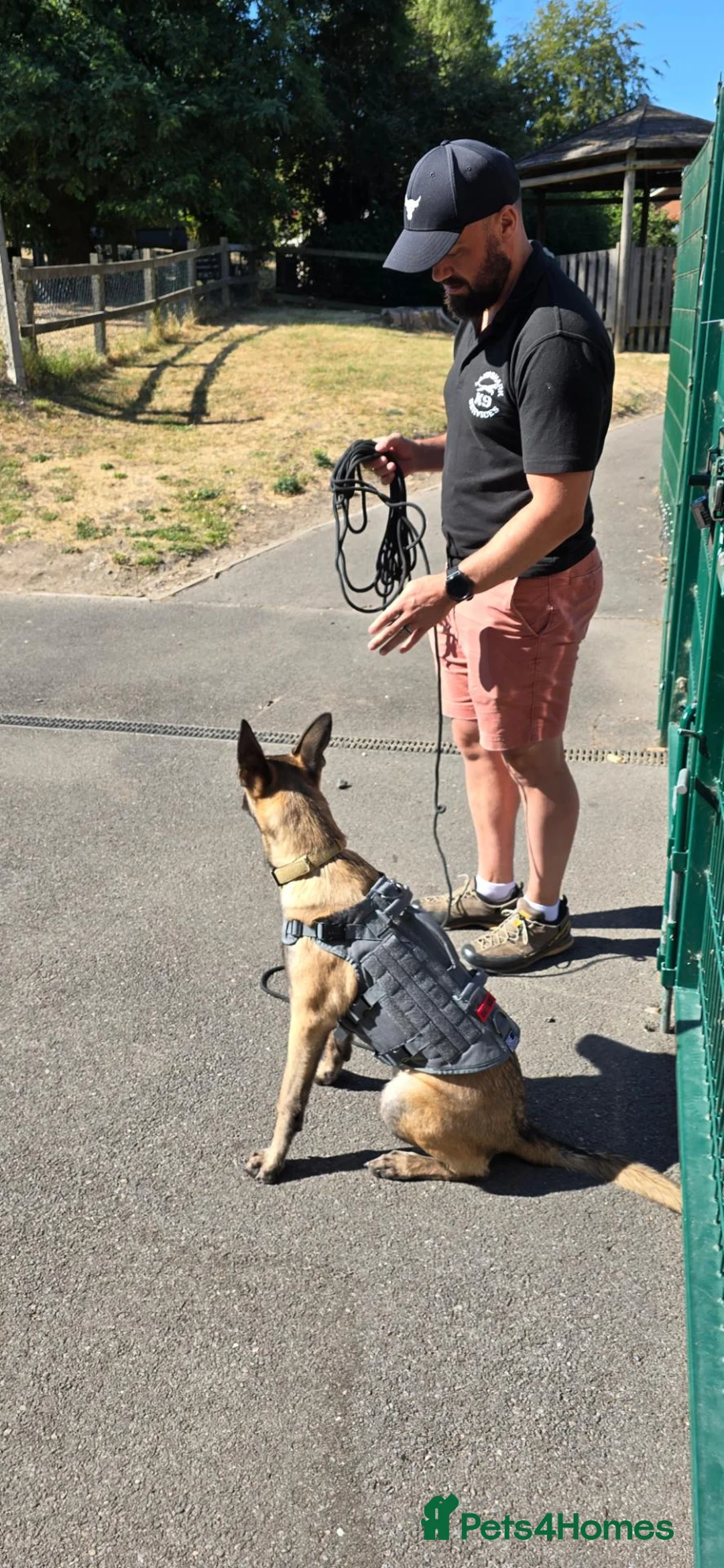 Belgian Shepherd Dog dogs for sale: 9 month Belgium Malinois  in Salisbury - Advert 2