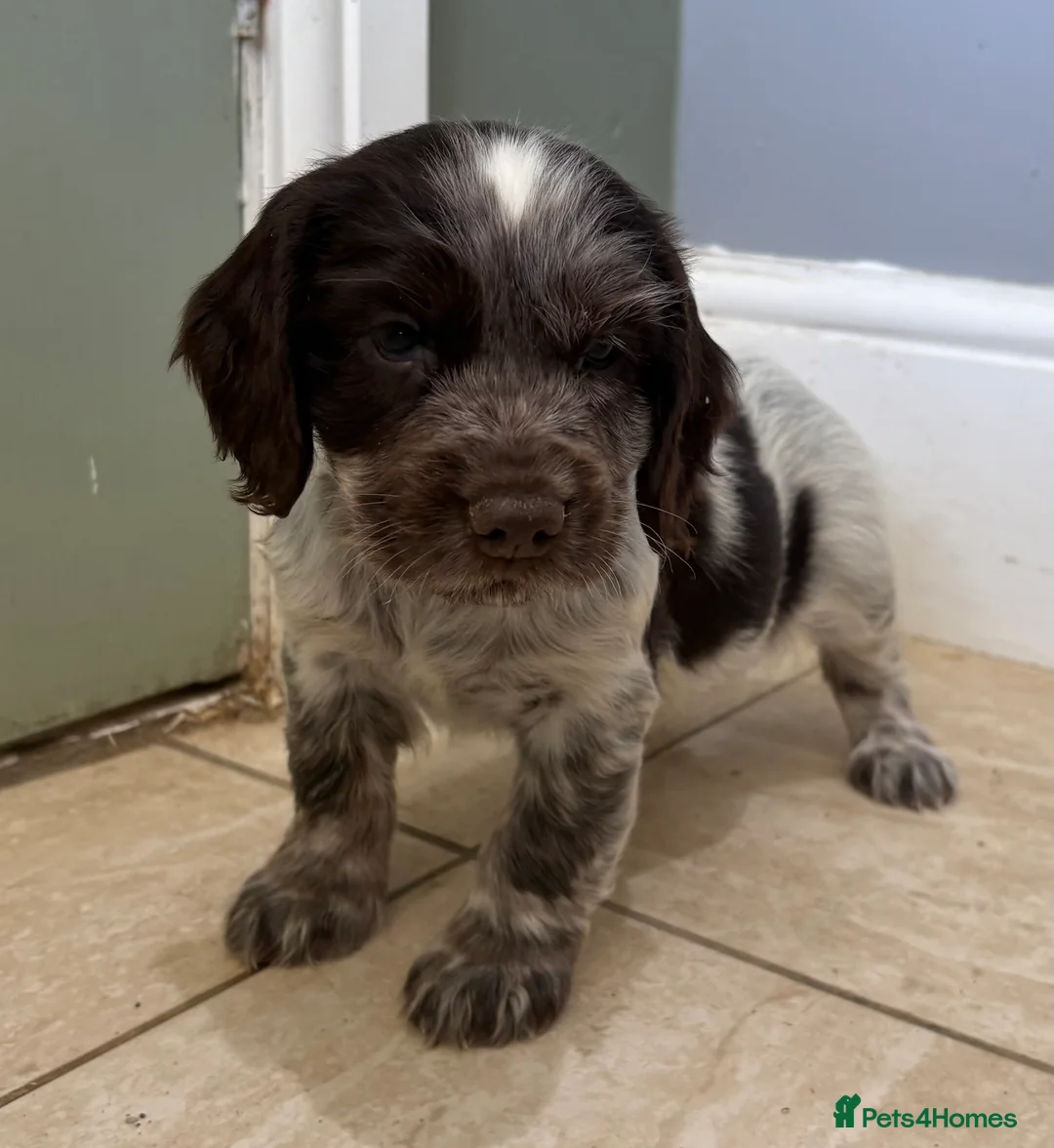 Cocker Spaniel dogs for sale: Beautiful Roan Cocker spaniel litter - Advert 2