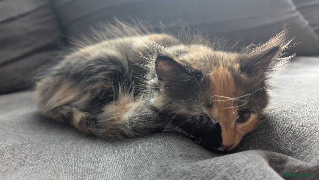 British Longhair cats for sale: 4 Longhaired British mix Kittens  - Image 2