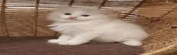 Ragdoll cats for sale: RAGDOLLS BICOLOUR GIRL BOY BLUE EYES  - Advert 24