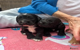 Cocker Spaniel dogs for sale: Working Cocker Spaniel Puppies  - Advert 11