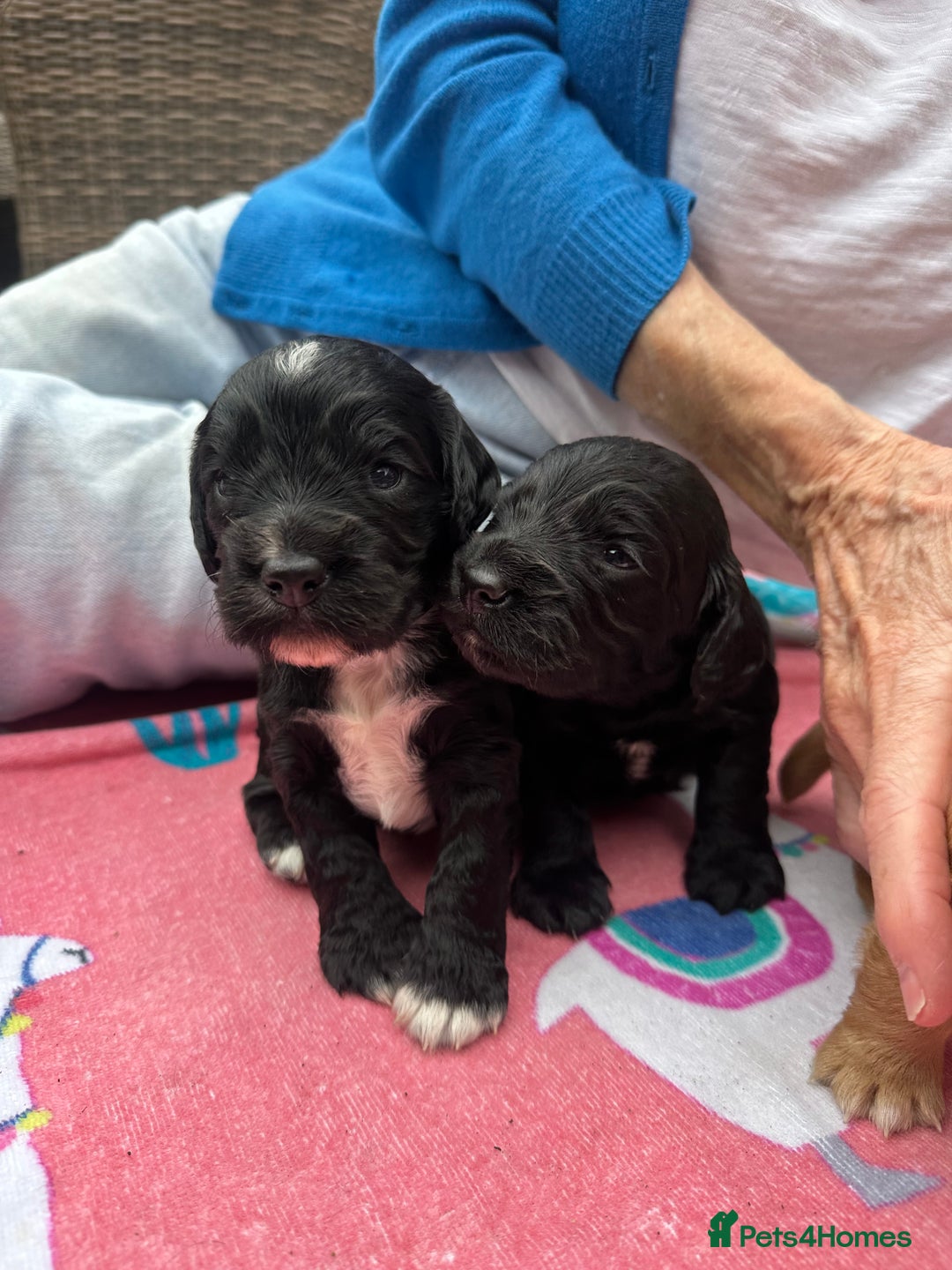 Cocker Spaniel dogs for sale: Working Cocker Spaniel Puppies  - Advert 11