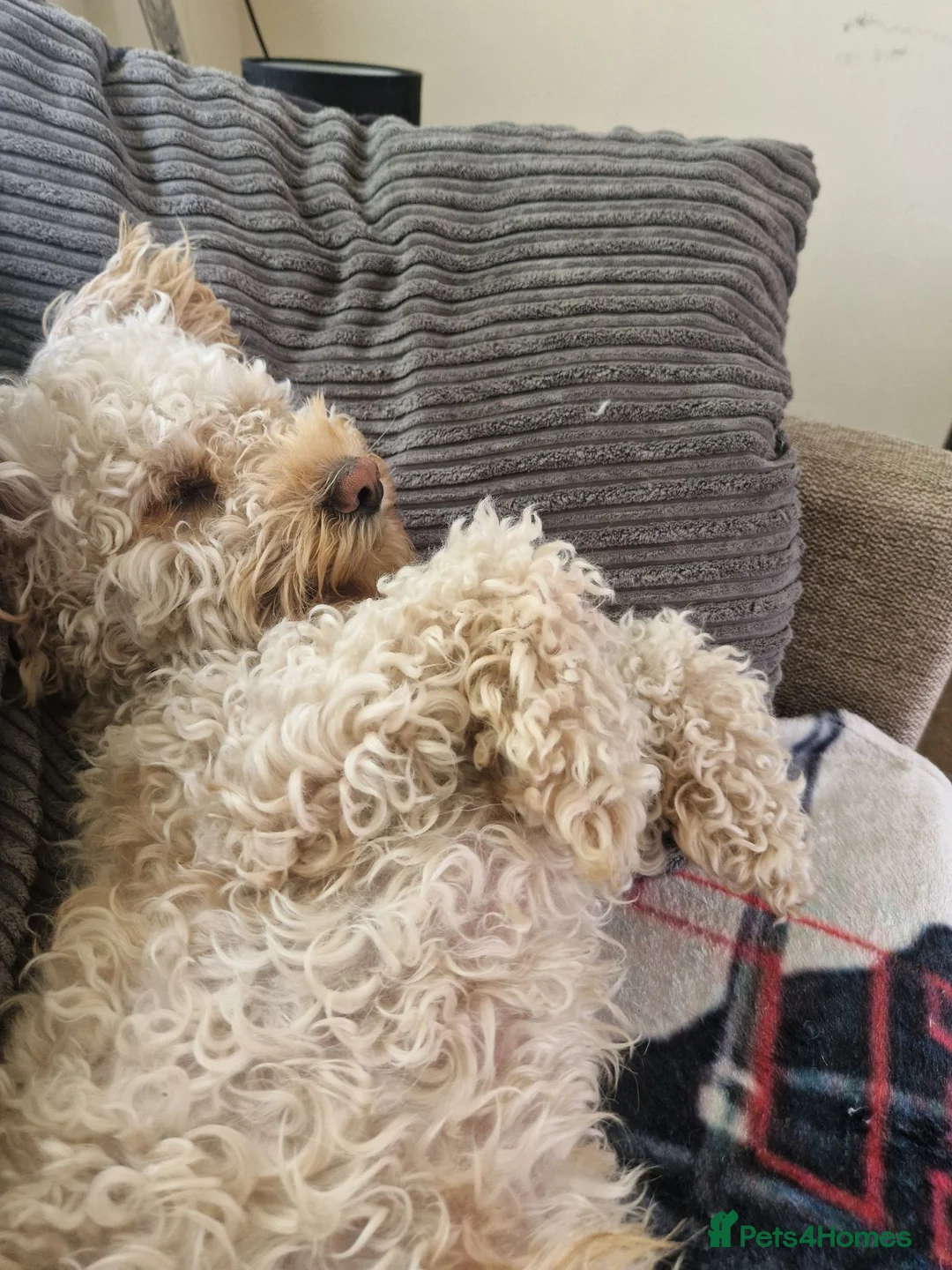 Cockapoo dogs for stud: Cockapoo for stud in Abergavenny - Advert 2