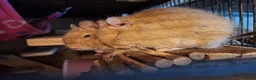 Degus rodents for sale: Trio of Sandy Female Degus - Advert 3