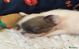 French Bulldog dogs for sale: Quality health tested/KC fluffy French bulldogs - Image 25