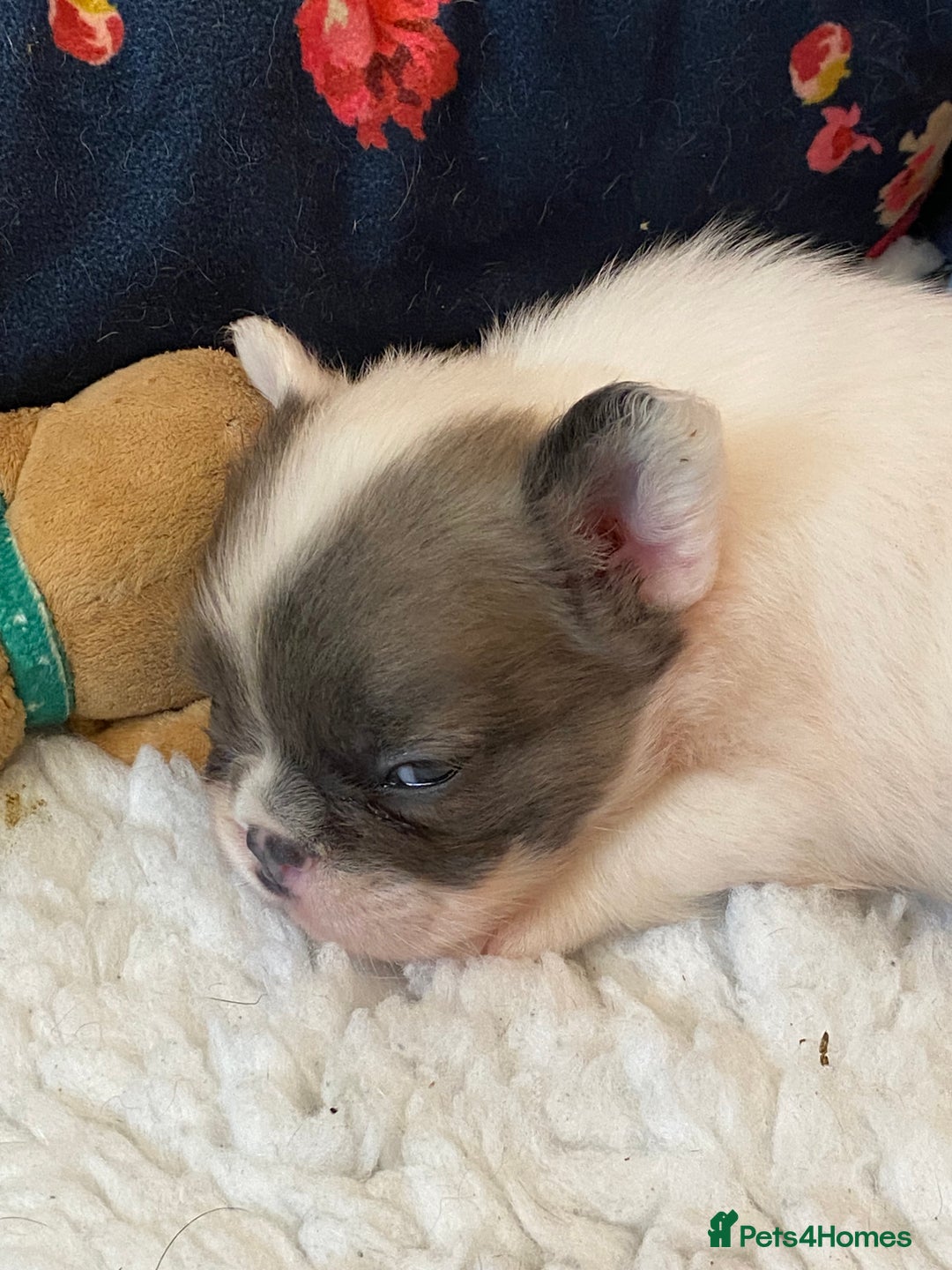 French Bulldog dogs for sale: Quality health tested/KC fluffy French bulldogs - Image 25